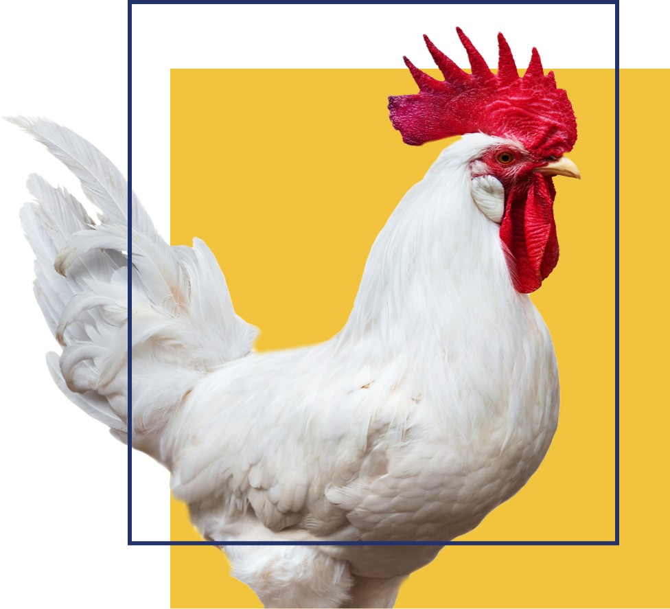 Imagen de un pollo vivo de Avigrupo enmarcada con elementos de la identidad visual de la marca