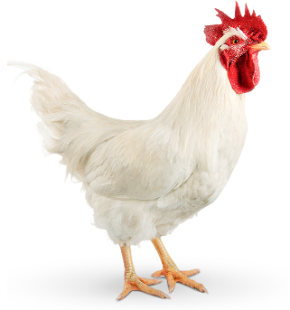 Pollo en pie sobre fondo blanco, representando el resultado del cuidado sobre nuestros ejemplares en granja