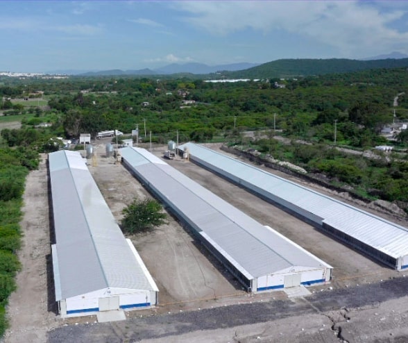Vista aérea de tres casetas de pollo en pie dentro de las instalaciones de una granja Avigrupo