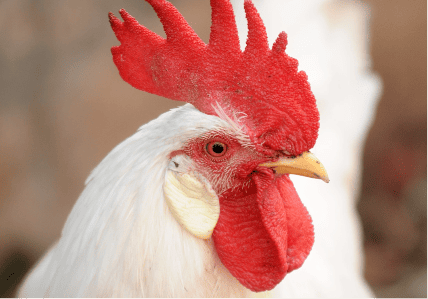 Pollo en pie dentro de un expendio de pollo en Avigrupo