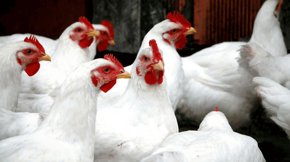 Parvada de pollo en pie de Avigrupo en un expendio de pollo de la marca