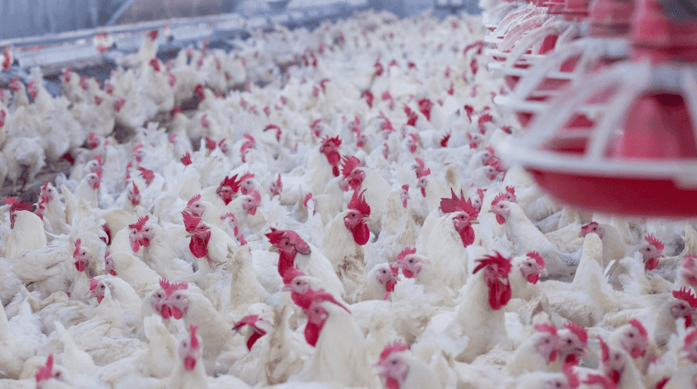 Parvada de pollos de engorda dentro de una caseta en una granja de Avigrupo