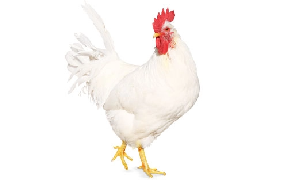 Pollo en pie con calidad Avigrupo y gran rendimiento sobre un fondo blanco