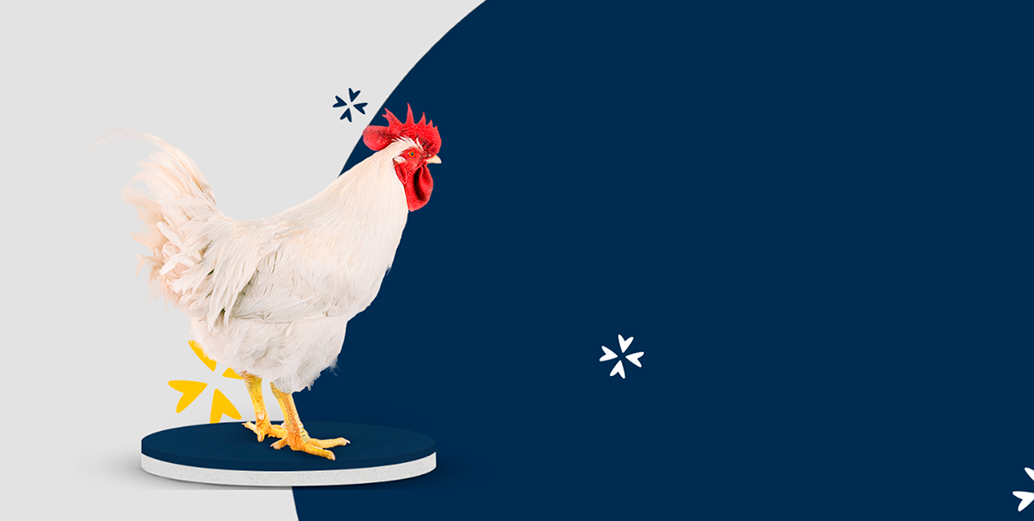 Pollo en pie sobre una plataforma con un fondo de color sólido y elementos visuales de la marca