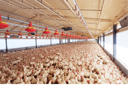 Parvada a punto de ser alimentada dentro de una caseta de pollo vivo con tecnología de monitoreo