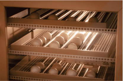 Huevos de incubación en una cámara que cuida la temperatura