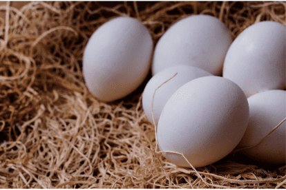 Huevos de postura en una cama de paja donde inicia el cuidado rumbo a la incubación para los pollos de engorda