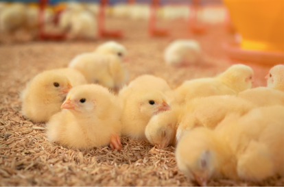 Pollos con pocos días de vida dentro de una caseta de Avigrupo con temperatura controlada por la tecnología en granja