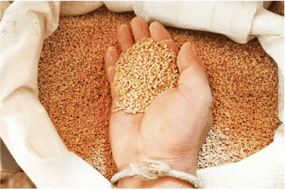 Mano con semillas que marca uno de los pasos dentro del proceso de generación de alimentos