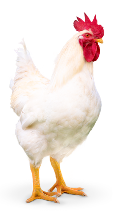 Representación de un ejemplar de pollo vivo con rendimiento de Avigrupo