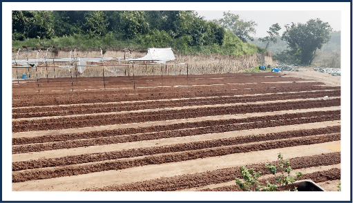 Campo de siembra con tierra preparada para el cultivo utilizando composta Avigrupo