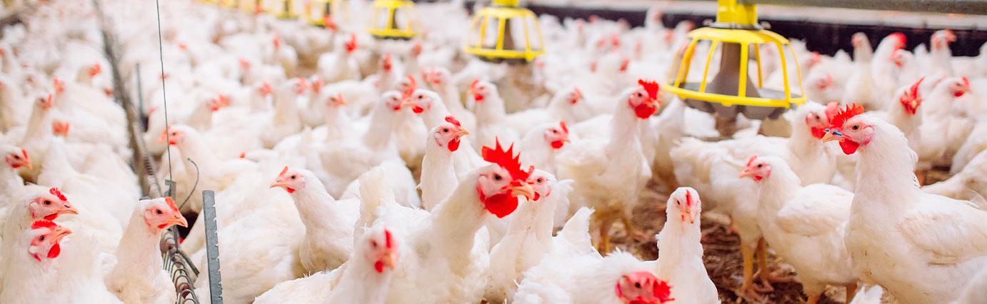 Parvada alimentada de manera automatizada a través de una tecnología de la granja en las instalaciones de Avigrupo