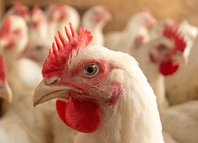 un-viztazo-a-la-avicultura