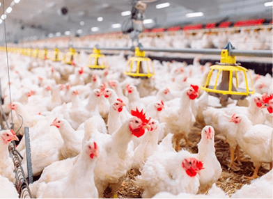 Parvada alimentada de manera automatizada a través de una tecnología de la granja en las instalaciones de Avigrupo